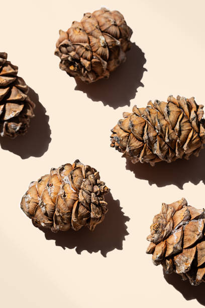 cones de cedro com layout minimalista de pinhão. - pine nut nut seed vegan food - fotografias e filmes do acervo