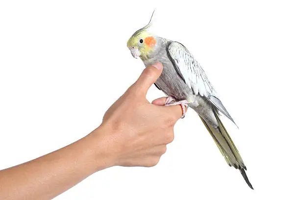 Photo of Woman hand holding and caressing with thumb a cockatiel bird