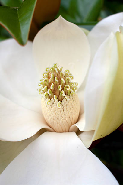 istock Stamen of Magnolia Tree Flower 178131823