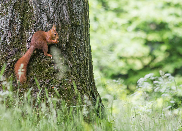istock european squirrl in the park 178131866