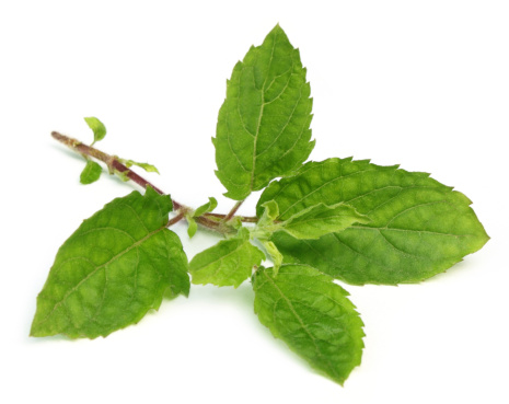 Medicinal holy basil or tulsi leaves over white background