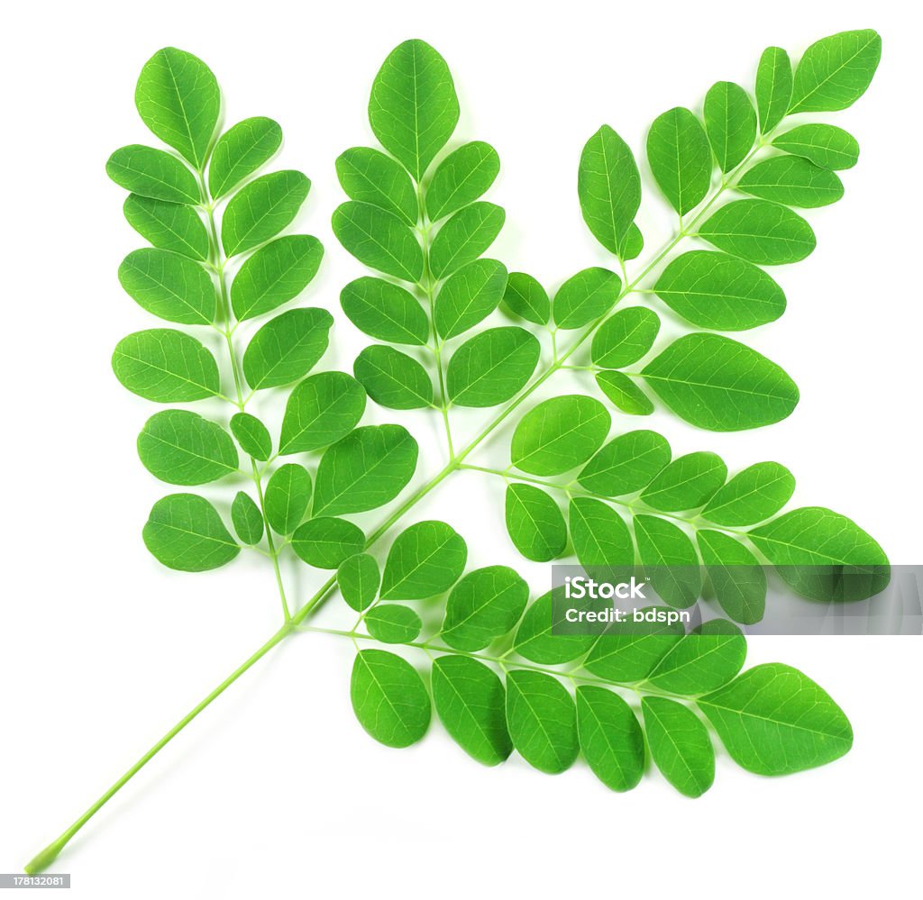 Green branch of moringa leaves Edible moringa leaves over white background Moringa - Plant Stock Photo