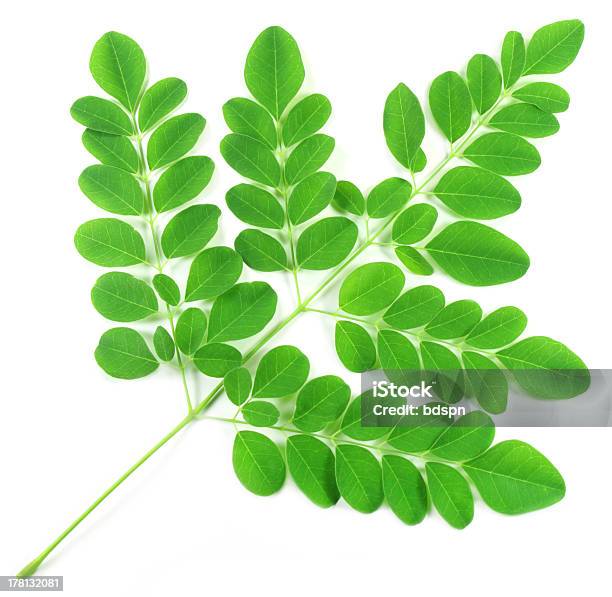 Green Branch Of Moringa Leaves Stock Photo - Download Image Now - Moringa - Plant, Leaf, Moringa oleifera