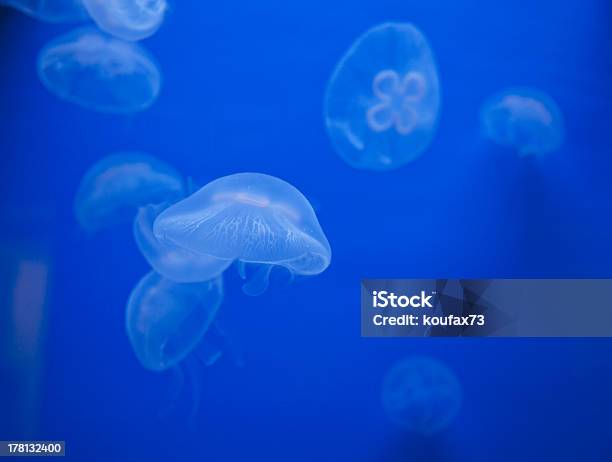 Medusas - Fotografie stock e altre immagini di Animale - Animale, Animale selvatico, Composizione orizzontale