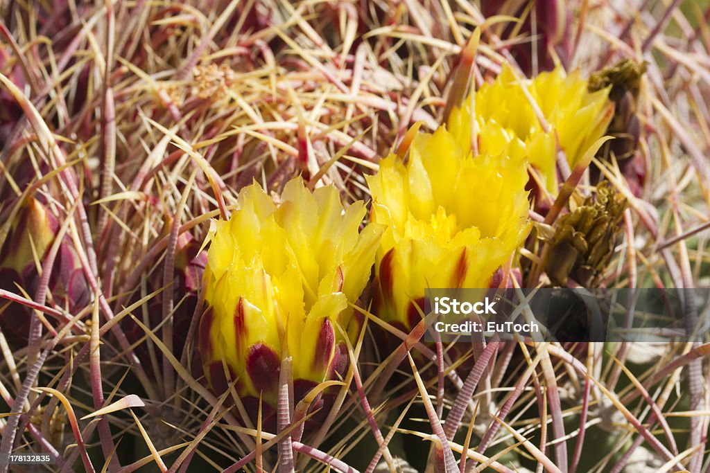 Cacto Barril florescendo Close-up - Foto de stock de Amarelo royalty-free