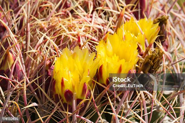 Foto de Cacto Barril Florescendo Closeup e mais fotos de stock de Amarelo - Amarelo, Arizona, Barril