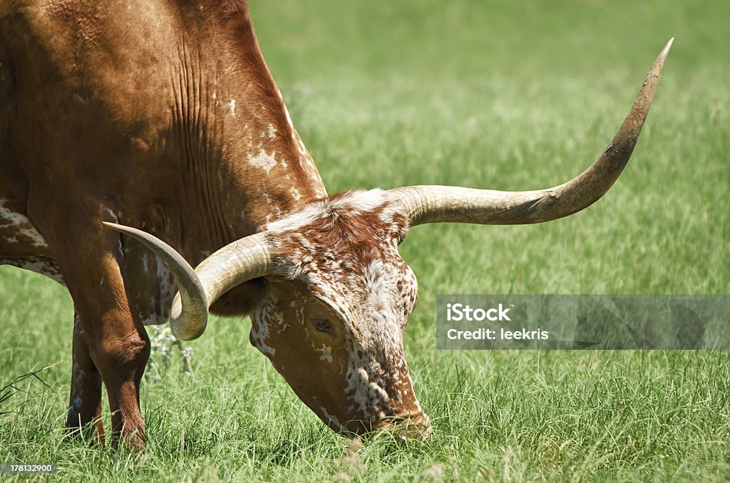 Nahaufnahme der longhorn - Lizenzfrei Braun Stock-Foto