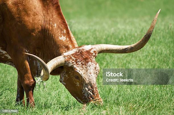 Zbliżenie Of Texas Longhorn - zdjęcia stockowe i więcej obrazów Brązowy - Brązowy, Bydło, Bydło rasy Texas Longhorn