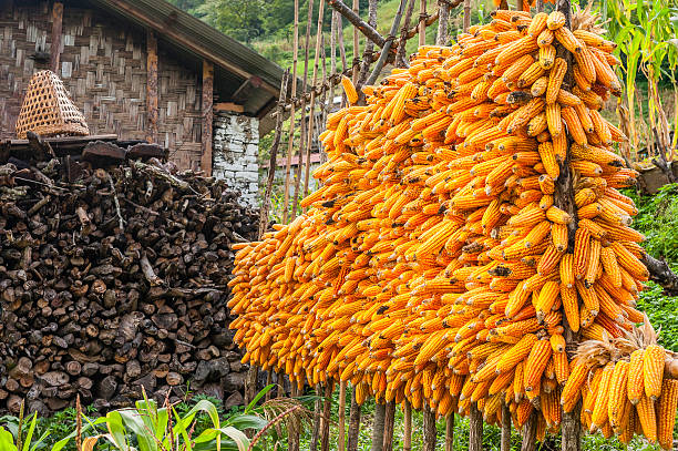 Corn is a staple diet of the Monpa peoples of western Arunachal Pradesh. This shot was taken in Sangti village in West Kameng District and shows corn on cob drying al fresco. Stacks of firewood in the background used for both cooking and heating in this highly mountainous region near the town Tawang.
