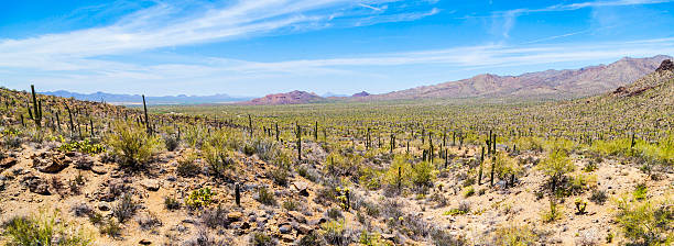 istock beautiful mountain desert landscape with cacti 178133559