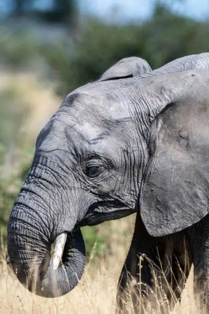African elephant grazing in Kruger National Park