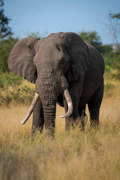 istock African elephant grazing in Kruger National Park 1781335828