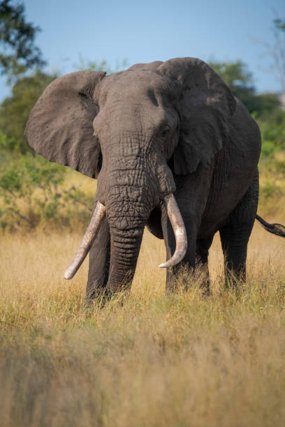 istock African elephant grazing in Kruger National Park 1781335834