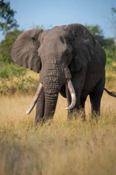 African elephant grazing in Kruger National Park