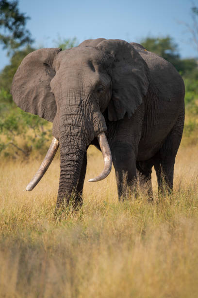 istock African elephant grazing in Kruger National Park 1781335837