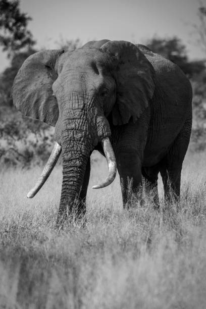 istock African elephant grazing in Kruger National Park 1781335855