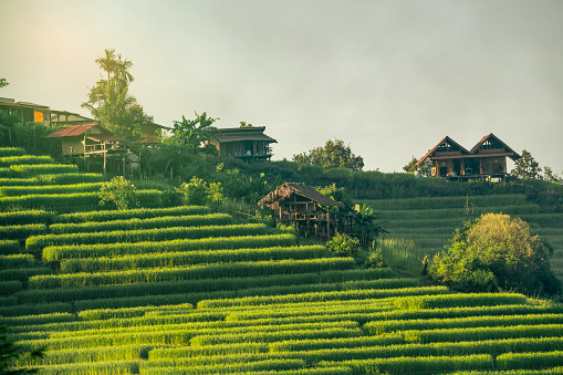 Landscape of green rice terraces amidst mountain agriculture. Travel destinations in Chiangmai, Thailand. Terraced rice fields. Traditional farming. Asian food. Thailand tourism. Nature landscape.