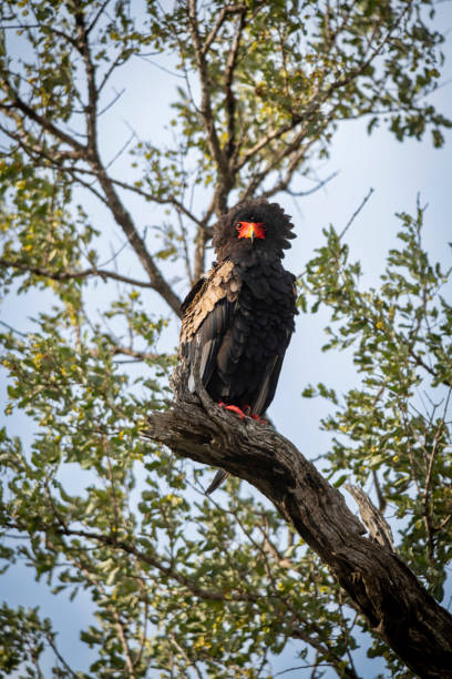 istock bateleur eagle wild african bird of prey 1781335878