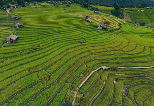 Landscape of green rice terraces amidst mountain agriculture. Travel destinations in Chiangmai, Thailand. Terraced rice fields. Traditional farming. Asian food. Thailand tourism. Nature landscape.