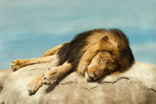 Adult lion sleeping on a rock with a blue sky in view.