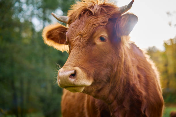 istock Brown cow grazing on field with green grass 1781336402