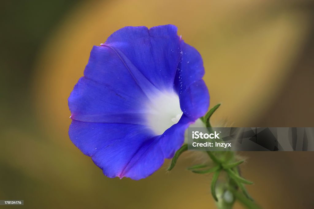 flowers a kind of wild flowers Agricultural Field Stock Photo