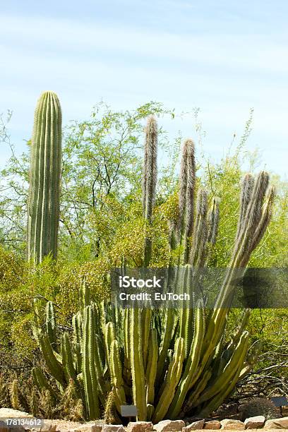 Cactus Senita Foto de stock y más banco de imágenes de Afilado - Afilado, Aguja - Parte de planta, Aire libre