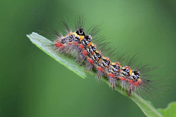 istock butterfly larva on a leaf looks very terrible 178134991