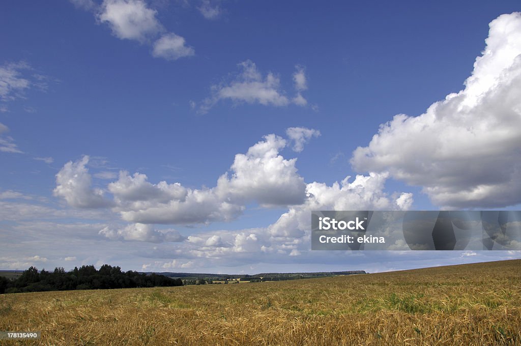 estate - Foto stock royalty-free di Albero