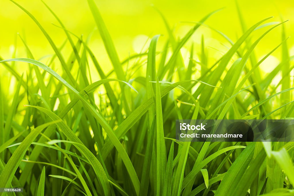Verde erba - Foto stock royalty-free di Ambientazione esterna