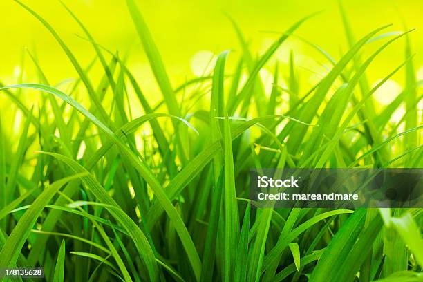 Verde Erba - Fotografie stock e altre immagini di Ambientazione esterna - Ambientazione esterna, Colore verde, Composizione orizzontale