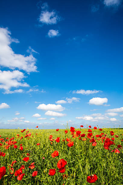 istock Red Poppies in a Green Field 178135877