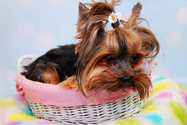 istock lovely Yorkshire dog lying in the basket 178136107