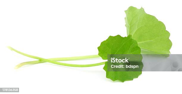 Medicinal Thankuni Leaves Stock Photo - Download Image Now - Alternative Medicine, Anti-inflammatory, Antiviral Drug