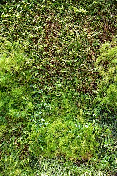 istock Bright green vegetal wall or living wall for home or office 178136411