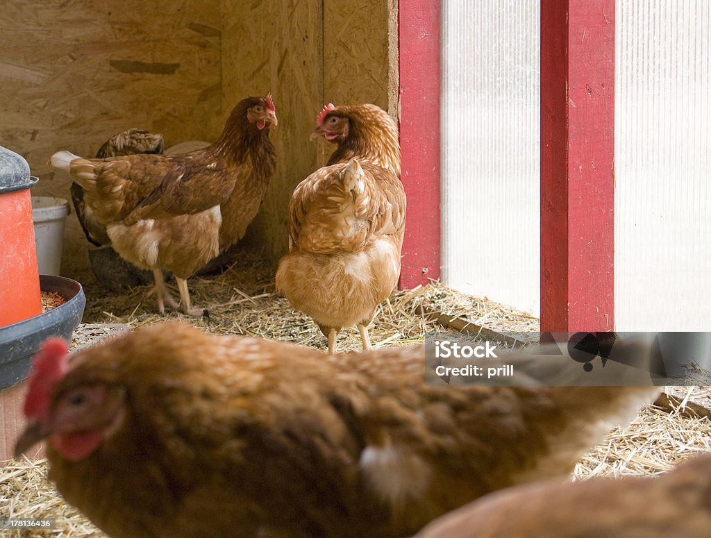 チキンの雌鳥ハウス - ニワトリのロイヤリティフリーストックフォト