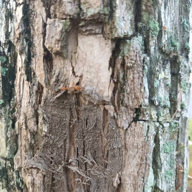 istock The bark of an old tree is brown 4 1781364608