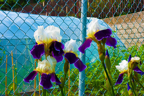 Bianco & fiori viola - foto stock
