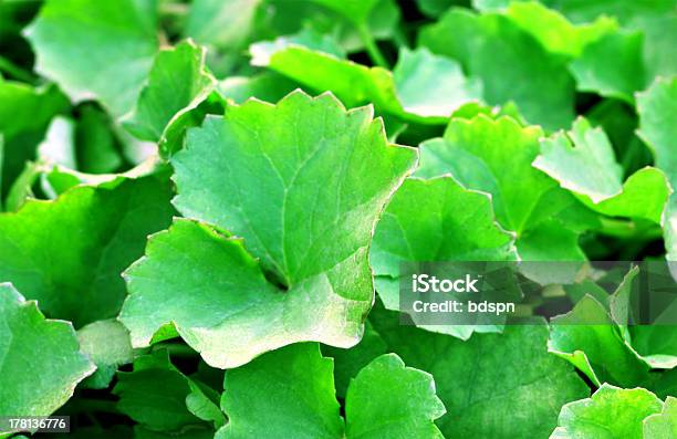 Foto de Fundo De Medicamentos Thankuni Folhas e mais fotos de stock de Anti-inflamatório - Anti-inflamatório, Branco, Centella