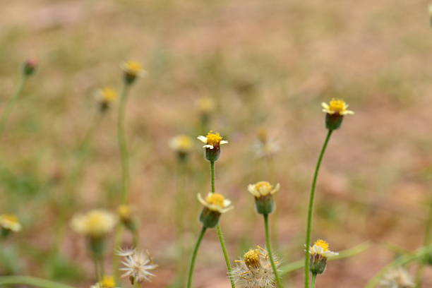 istock Tridax or Wild daisy flowers 178136829