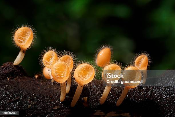 Cogumelos Silvestres - Fotografias de stock e mais imagens de Ao Ar Livre - Ao Ar Livre, Cena Rural, Chuva