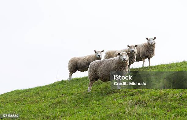 Cztery Owca - zdjęcia stockowe i więcej obrazów Ciekawość - Ciekawość, Cztery zwierzęta, Fajny