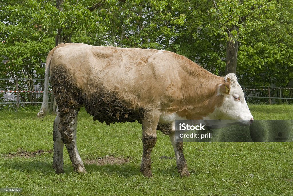 ブラウンの牛 - ウシのロイヤリティフリーストックフォト