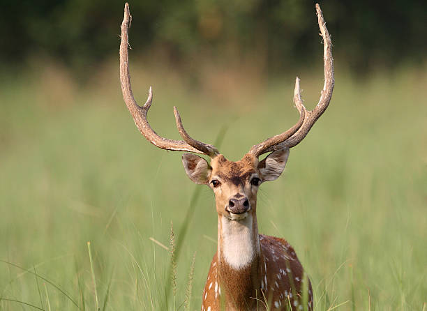 Spotted deer male with antlers, Corbett National Park, India