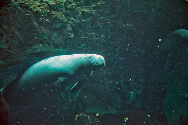 Manatee A Manatee coming out of rocks under water trichechus manatus latirostrus stock pictures, royalty-free photos & images