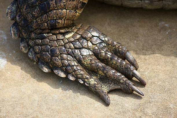 foot crocodile closeup of a foot crocodile beines stock pictures, royalty-free photos & images