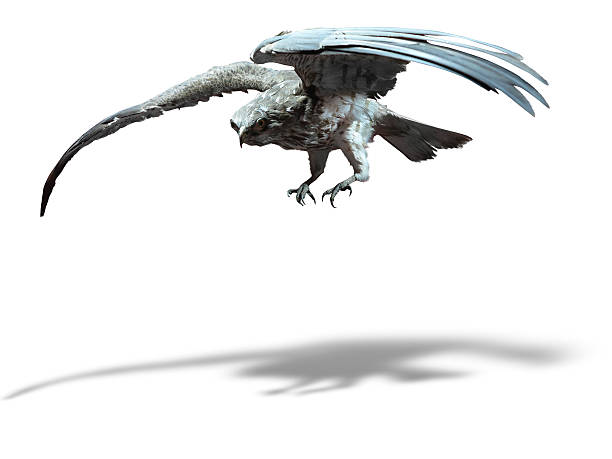 istock Saker Falcon in flight isolated over white background 178137960