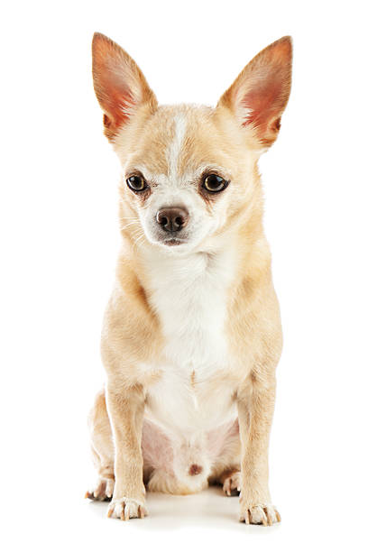 istock Beige chihuahua dog isolated on white background. 178138045
