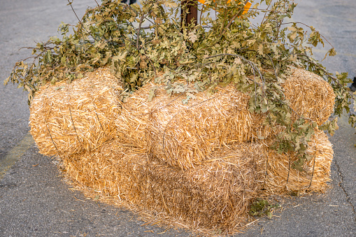 Dry straw background