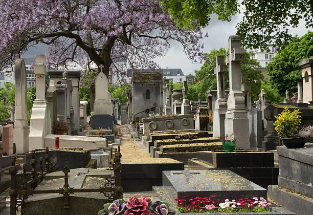 Photo of Catalpa tree on Cemetery Montparnasse inParis